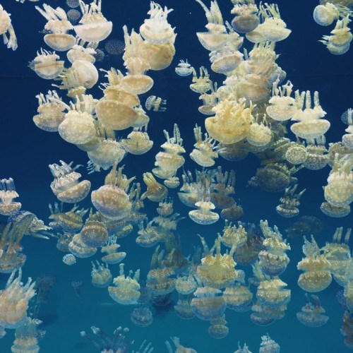 Long-Beach-Aquarium-of-the-Pacific-Jellyfish-GPatState-500x500